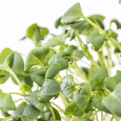 Focus on Broccoli microgreens Focus on Broccoli microgreens