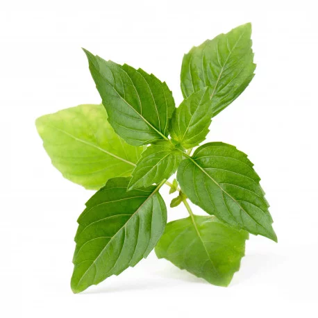 Thaï Basil Lingot Thaï Basil Lingot