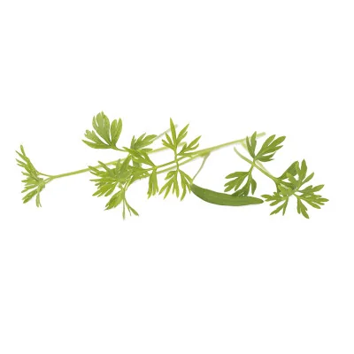 Plusieurs feuilles de Micropousses Carotte Plusieurs feuilles de Micropousses Carotte