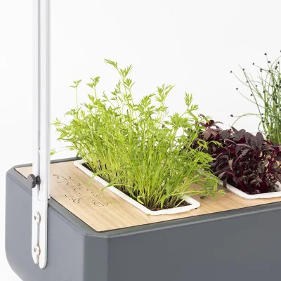 Carrot microgreens in Gourmet Carrot microgreens in Gourmet