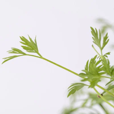 Focus on Carrot microgreens Focus on Carrot microgreens