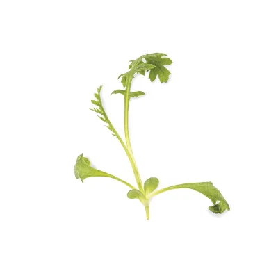 Yarrow microgreens leaf Yarrow microgreens leaf
