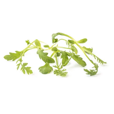 several leaves of Yarrow microgreens several leaves of Yarrow microgreens