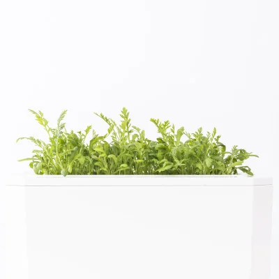 Yarrow microgreens- side view Yarrow microgreens- side view