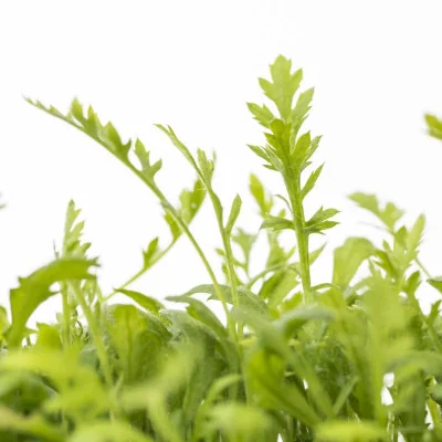 Focus on Yarrow microgreens Focus on Yarrow microgreens