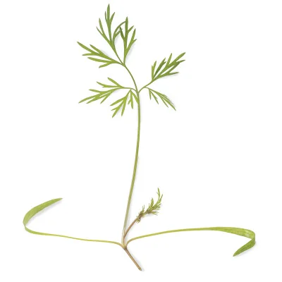 Feuille Micropousses Aneth Feuille Micropousses Aneth