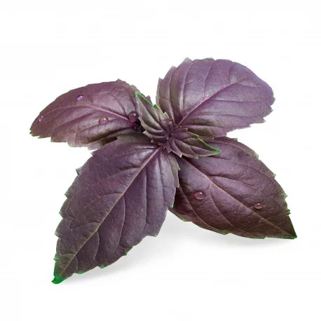 Lingot Basilic Pourpre Lingot Basilic Pourpre