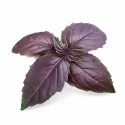 Purple Basil Lingot