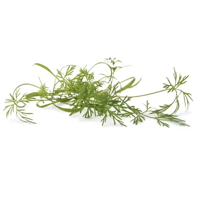 several leaves of Dill microgreens several leaves of Dill microgreens