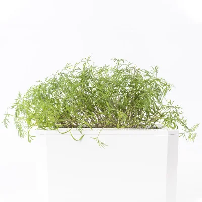 Dill microgreens - side view Dill microgreens - side view