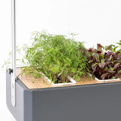 Dill microgreens in Gourmet Dill microgreens in Gourmet