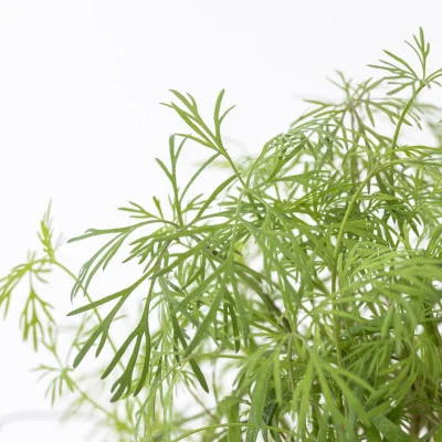 Focus on Dill microgreens Focus on Dill microgreens