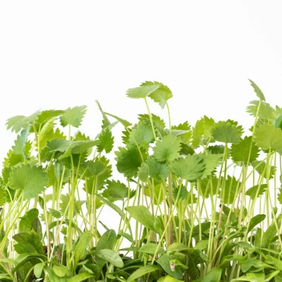 Focus on Green anise microgreens Focus on Green anise microgreens