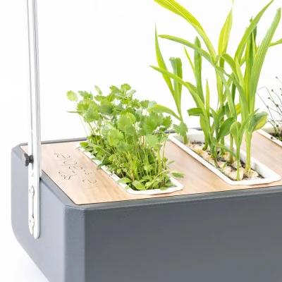 Green anise microgreens in Gourmet Green anise microgreens in Gourmet