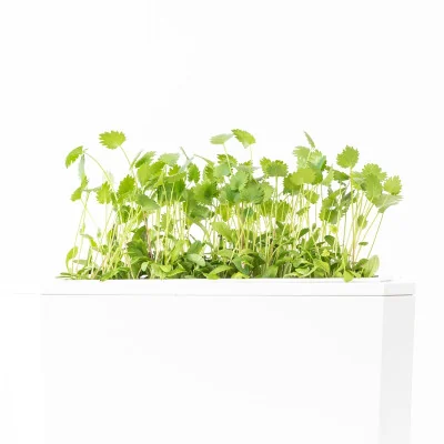 Green anise microgreens - side view Green anise microgreens - side view