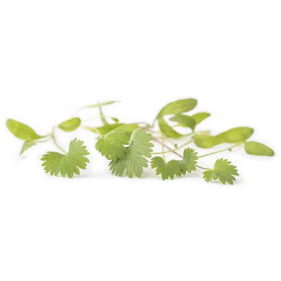 several leaves of Green anise microgreens several leaves of Green anise microgreens