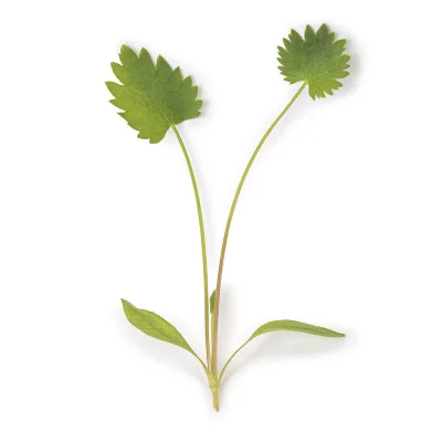 Green anise microgreens leaf Green anise microgreens leaf