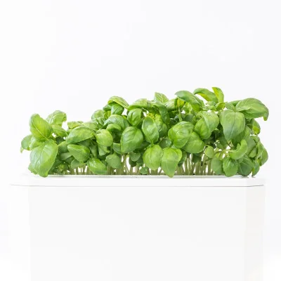 Genovese basil microgreens - side view Genovese basil microgreens - side view