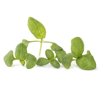 several leaves of Genovese basil microgreens several leaves of Genovese basil microgreens