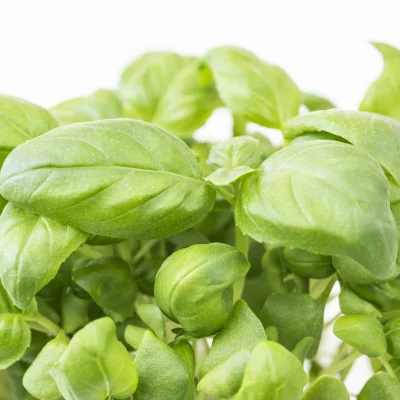 Focus on Genovese basil microgreens Focus on Genovese basil microgreens