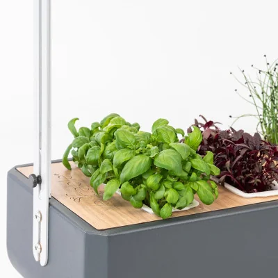 Genovese basil microgreens in Gourmet Genovese basil microgreens in Gourmet