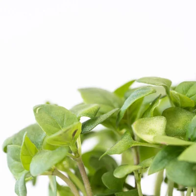 Focus on Thai Basil microgreens Focus on Thai Basil microgreens