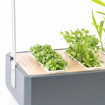 Thai Basil microgreens in Gourmet Thai Basil microgreens in Gourmet