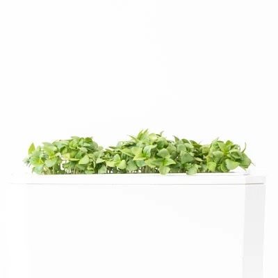 Thai Basil microgreens - side view Thai Basil microgreens - side view