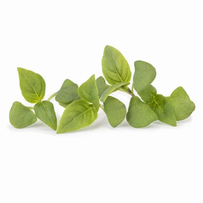 Several leaves of Thai Basil microgreens Several leaves of Thai Basil microgreens
