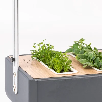 Caraway microgreens in Gourmet Caraway microgreens in Gourmet
