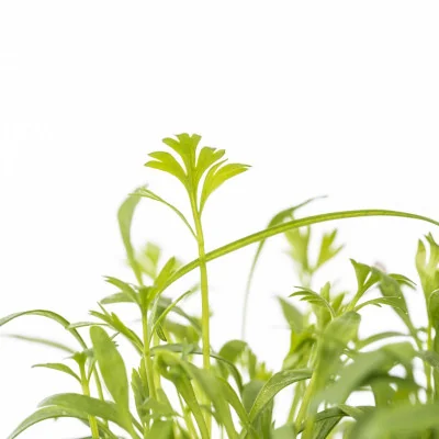 Focus on Caraway microgreens Focus on Caraway microgreens
