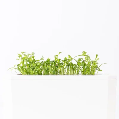 Caraway microgreens - side view Caraway microgreens - side view