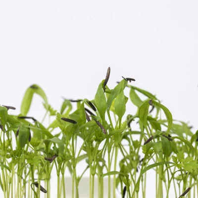 Focus on Chervil microgreens Focus on Chervil microgreens