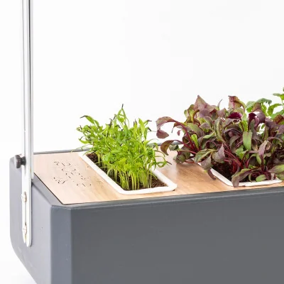 Chervil microgreens in Gourmet Chervil microgreens in Gourmet
