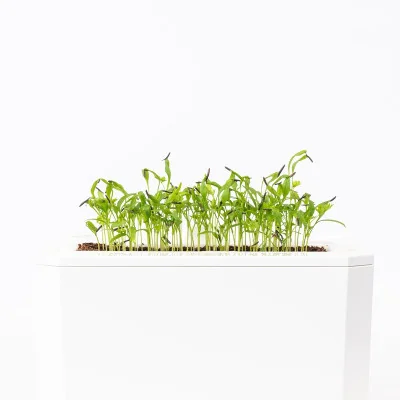 Chervil microgreens- side view Chervil microgreens- side view