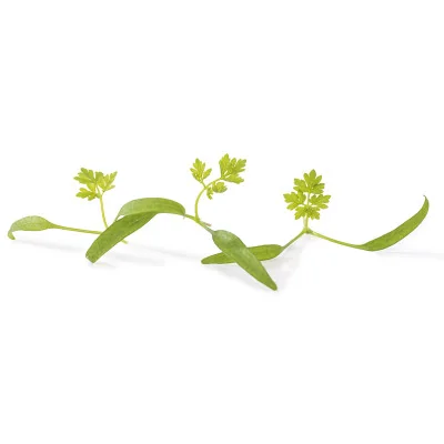 several leaves of Chervil microgreens several leaves of Chervil microgreens