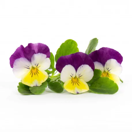 Pansy Lingot Pansy Lingot