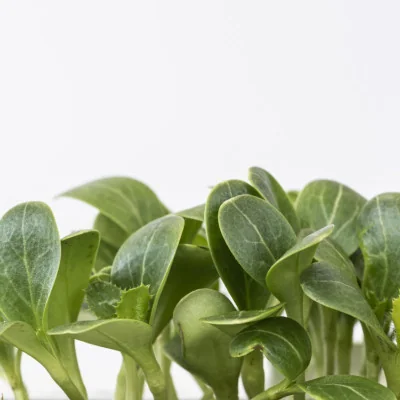 Focus on Milk thistle microgreens Focus on Milk thistle microgreens