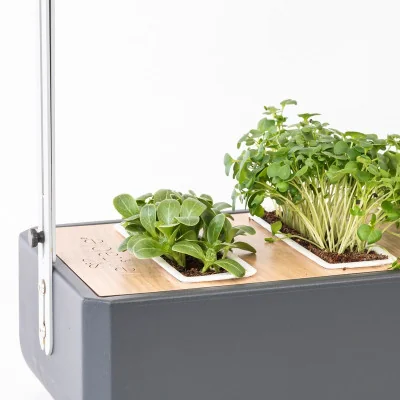 Milk thistle microgreens in Gourmet Milk thistle microgreens in Gourmet
