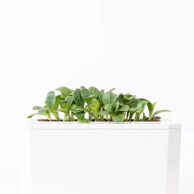 Milk thistle microgreens - side view Milk thistle microgreens - side view