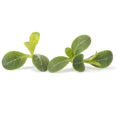 several leaves of Milk thistle microgreens several leaves of Milk thistle microgreens
