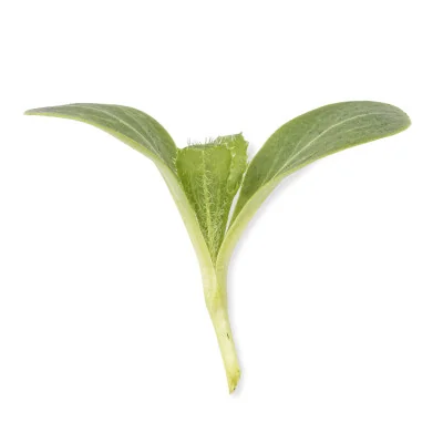 Milk thistle microgreens leaf Milk thistle microgreens leaf