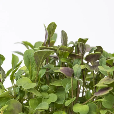 Focus on Red kale microgreens Focus on Red kale microgreens