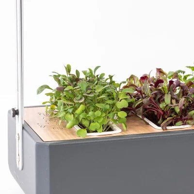 Red kale microgreens in Gourmet Red kale microgreens in Gourmet