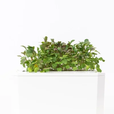 Red kale microgreens- side view Red kale microgreens- side view
