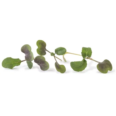 several leaves of Red kale microgreens several leaves of Red kale microgreens