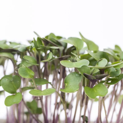 Focus on Kohlrabi microgreens Focus on Kohlrabi microgreens