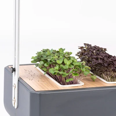 Kohlrabi microgreens in Gourmet Kohlrabi microgreens in Gourmet