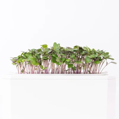 Kohlrabi microgreens - side view Kohlrabi microgreens - side view