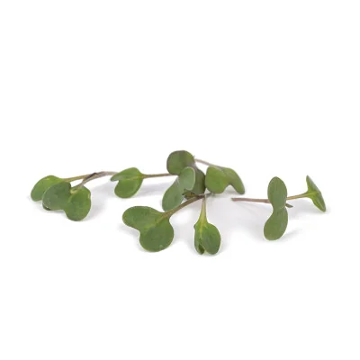 Several leaves of Kohlrabi microgreens Several leaves of Kohlrabi microgreens